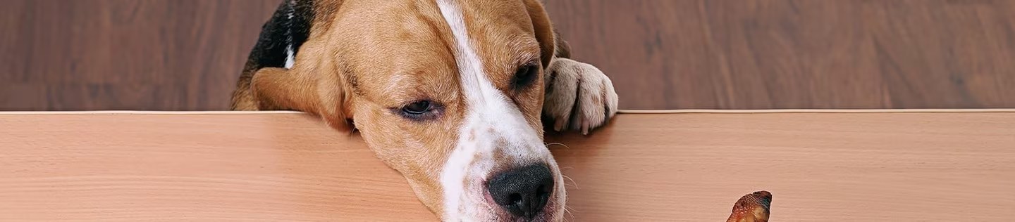 Perro beagle apoyando la cabeza en una mesa mirando un premio.