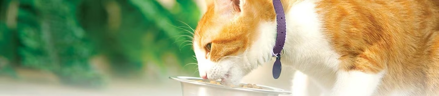 Un primer plano de un gato naranja y blanco con collar morado comiendo de un plato de metal.