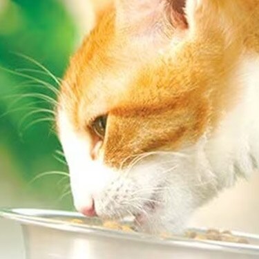 Un primer plano de un gato naranja y blanco con collar morado comiendo de un plato de metal.
