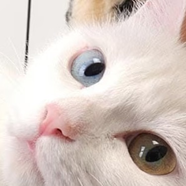 Gato blanco con un ojo azul y otro ámbar