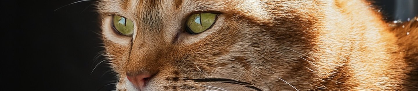 Estreñimiento en Gatos Hill’s Pet Chile