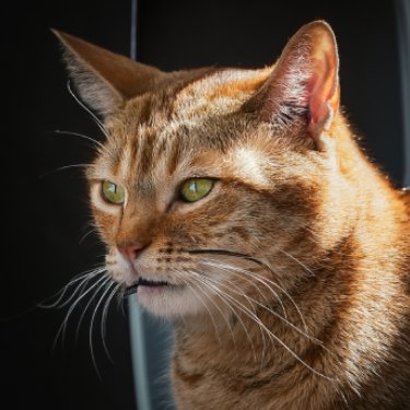 Estreñimiento en Gatos Hill’s Pet Chile