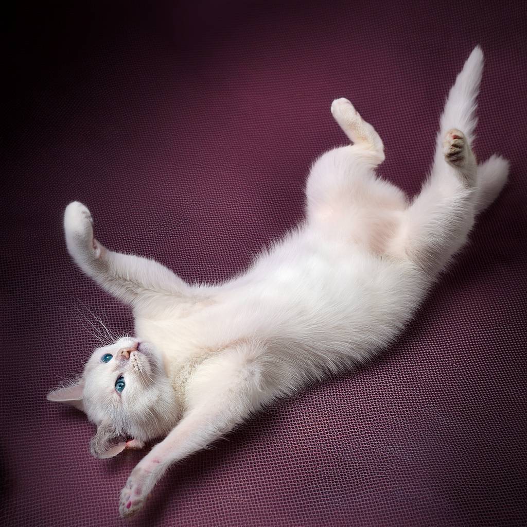 Estreñimiento en Gatos Hills Pet Chile