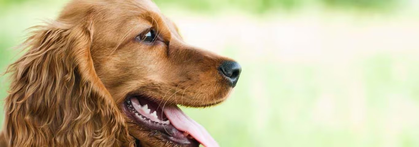 Primer plano de perfil de un perro spaniel marrón feliz jadeando con la lengua afuera sobre un fondo verde al aire libre desenfocado