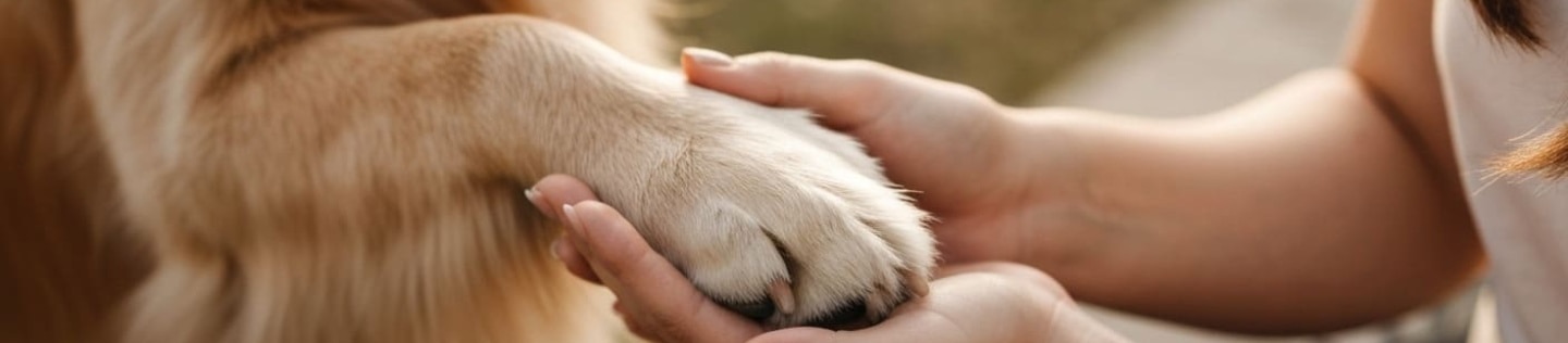 Alimento para perros cardíacos