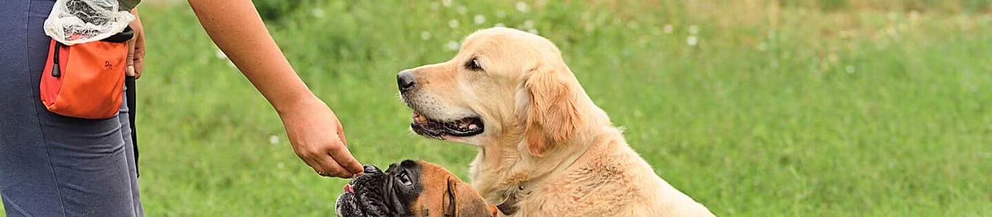 Una persona dándole alimento con la mano a un perro Bóxer junto a un Golden Retriever al aire libre