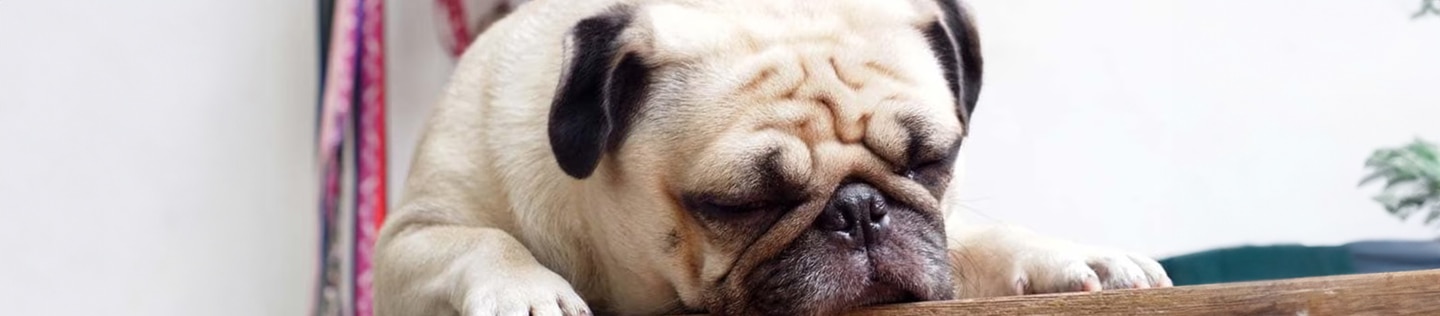 Un primer plano de un perro pug durmiendo apaciblemente con la cabeza apoyada sobre una superficie.
