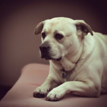 Síndrome de Cushing en perros Hill’s Pet Chile