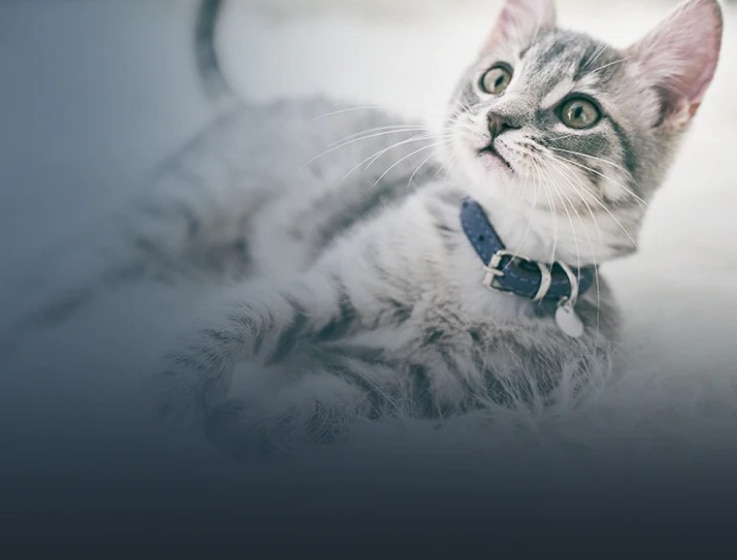 Un gatito blanco y negro tumbado con la cabeza apoyada