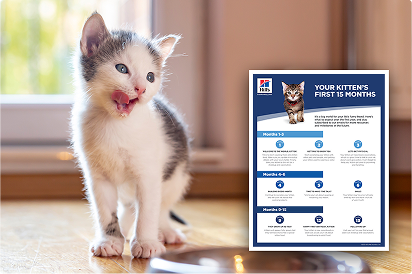 Un gatito gris y blanco y un formulario de guía informativa