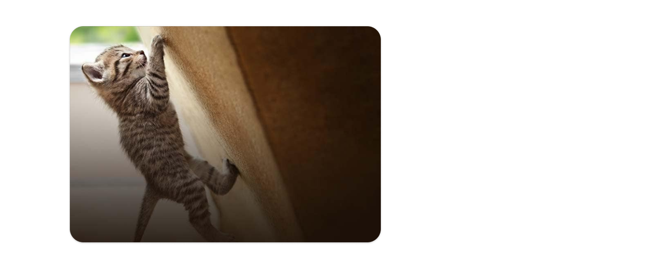 Un gatito trepando por un juguete para gatos