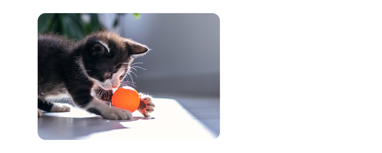 Un gatito negro jugando con una pelota naranja