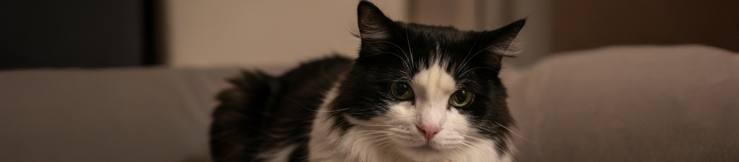 Gato blanco y negro acostado sobre un cojín