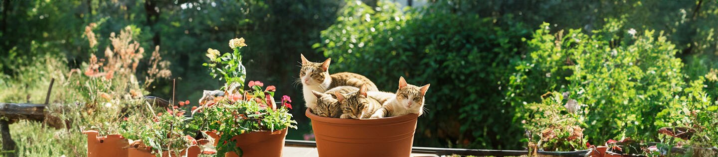 Gato blanco y negro acostado sobre un cojín