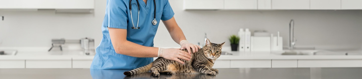 Un veterinario examinando a un gato atigrado sobre una mesa de consulta en una clínica.