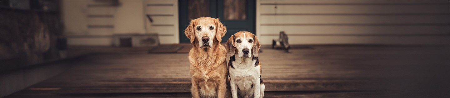 Golden Retriever y Beagle sentados.