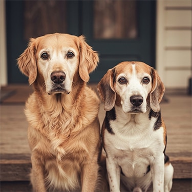 Golden Retriever y Beagle sentados.