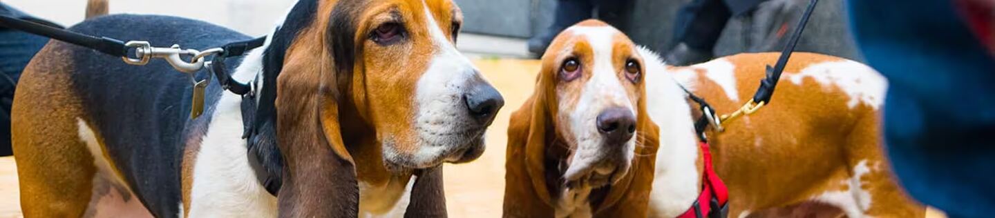 Dos perros basset hound de pie junto a sus cuidadores