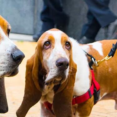 Dos perros basset hound de pie junto a sus cuidadores