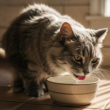 Gato bebiendo agua de una taza