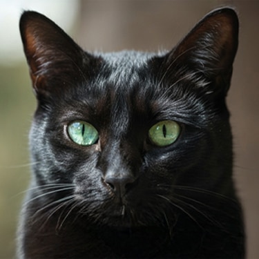 Primer plano de la cara de un gato negro