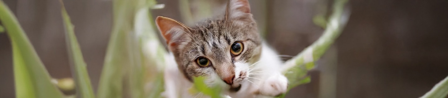 Primer plano detallado de la mirada de un gato atigrado con ojos amarillos y brillantes enfocados hacia la cámara