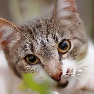 Primer plano detallado de la mirada de un gato atigrado con ojos amarillos y brillantes enfocados hacia la cámara