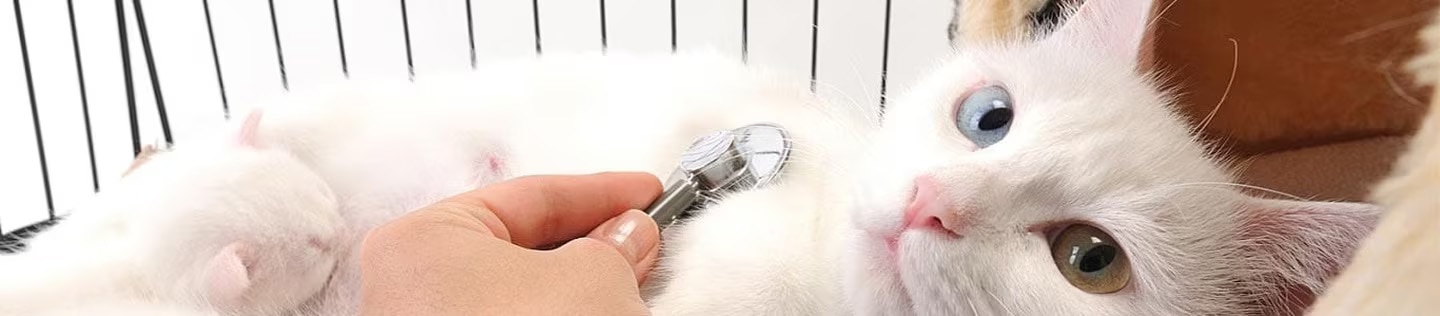 Gato blanco examinado por un veterinario con un estetoscopio.
