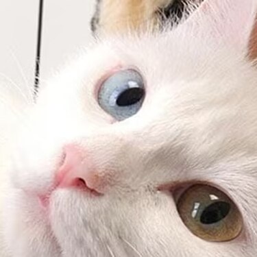 Gato blanco examinado por un veterinario con un estetoscopio.