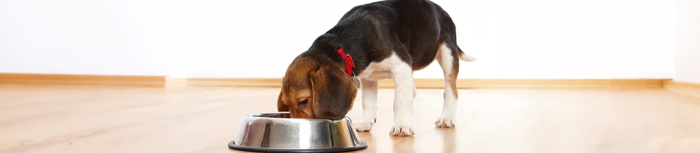 Perro comiendo en un tazón plateado dentro de una casa