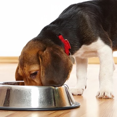 Perro comiendo en un tazón plateado dentro de una casa