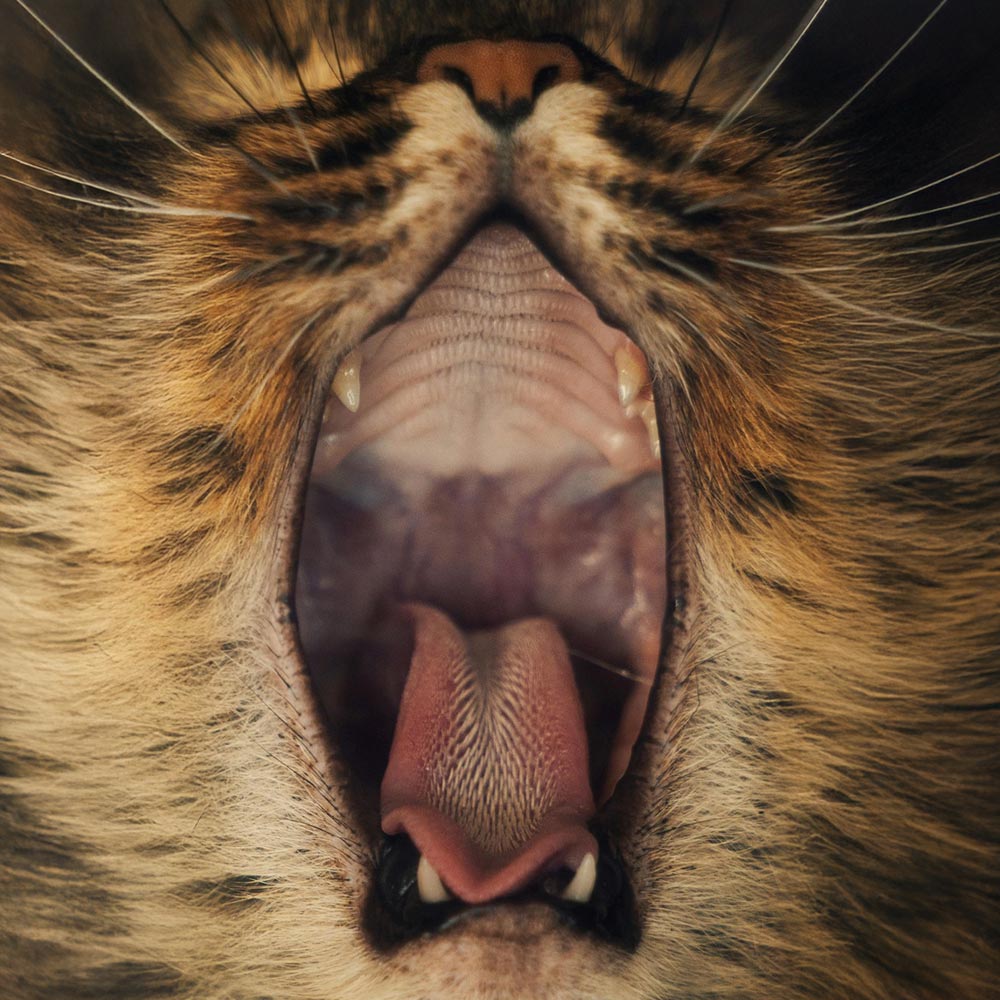 Primer plano extremo del interior de la boca de un gato bostezando, mostrando detalladamente la lengua con sus papilas, el paladar y los colmillos