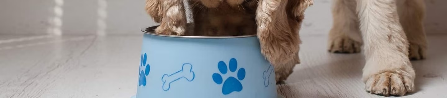 Perro cocker spaniel comiendo de un tazón azul con huellas dibujadas