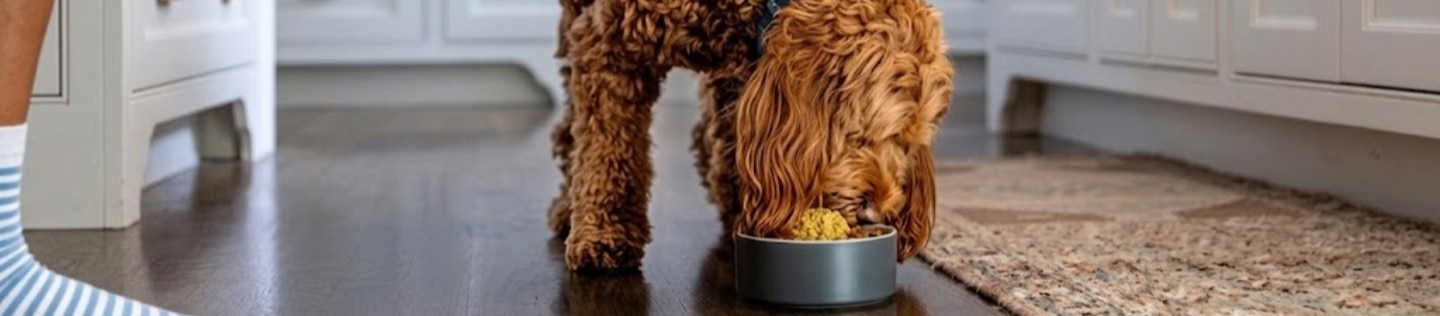 Un perro de pelo rizado marrón come de un plato gris en el suelo de una cocina, con muebles blancos de fondo y el pie de una persona visible a la izquierda