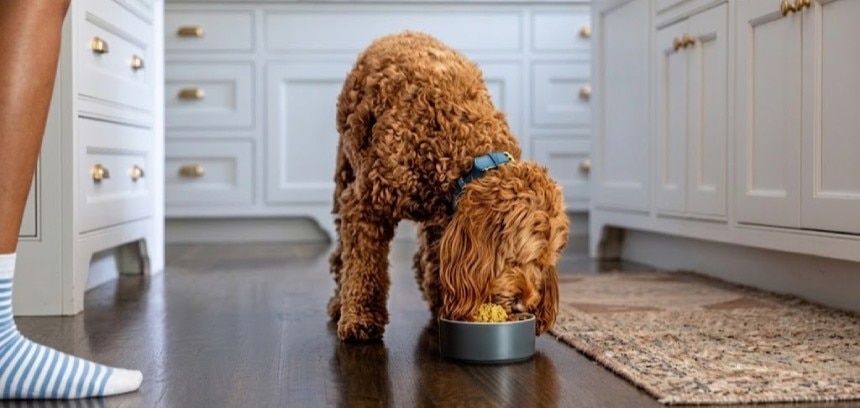Un perro de pelo rizado marrón come de un plato gris en el suelo de una cocina, con muebles blancos de fondo y el pie de una persona visible a la izquierda.