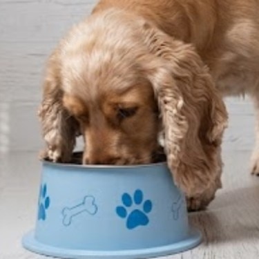 Perro cocker spaniel comiendo de un tazón azul con huellas dibujadas