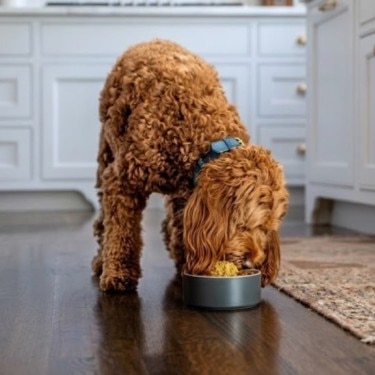 Un perro de pelo rizado marrón come de un plato gris en el suelo de una cocina, con muebles blancos de fondo y el pie de una persona visible a la izquierda