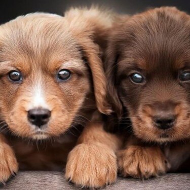 Que comen los perros cachorros