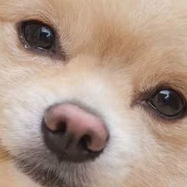 Perro de pelaje claro mirando a la cámara