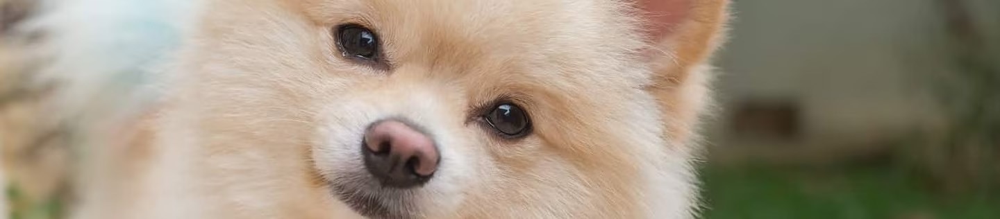 Perro de pelaje claro mirando a la cámara