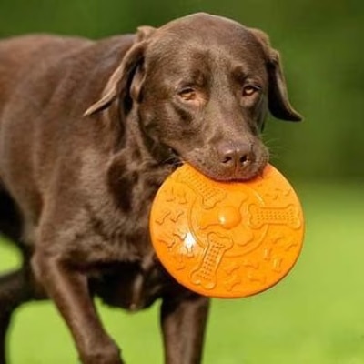 Perro Labrador chocolate con un frisbee naranja