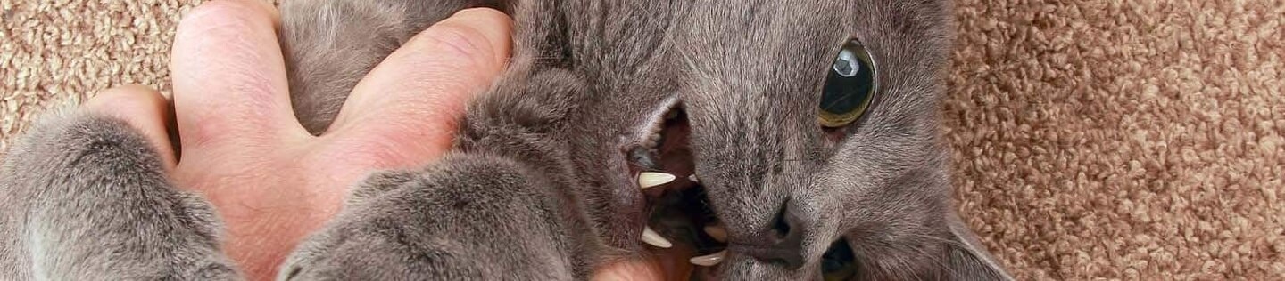 Gato gris agresivo mostrando los dientes mientras una persona lo sujeta.