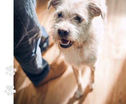perro comiendo comida