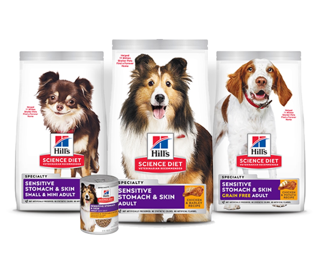 Alimentos saludables para perros