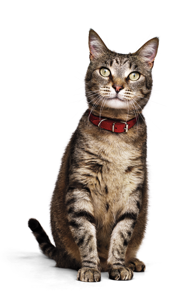 un gato mascota con collar rojo