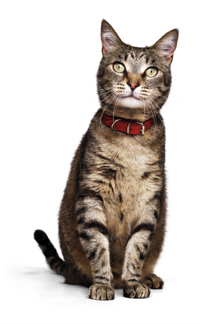 un gato mascota con collar rojo