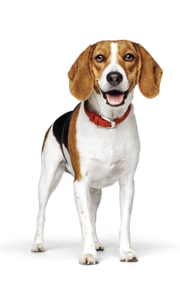 Perro con collar rojo