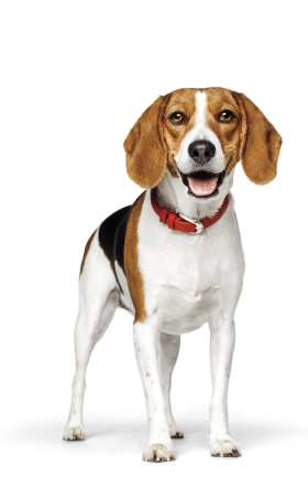 Perro con collar rojo