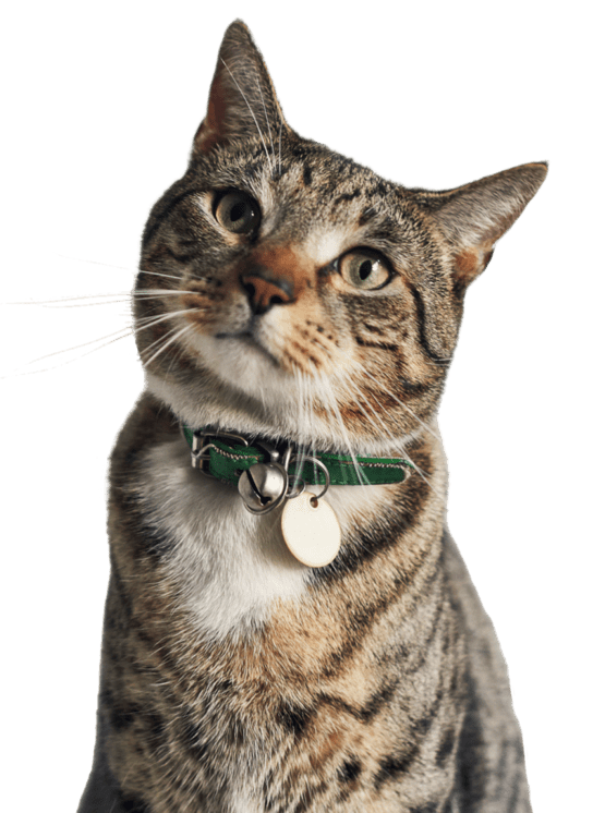 Gato mirando alrededor