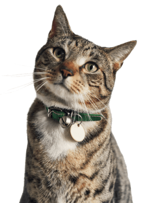 Gato mirando alrededor